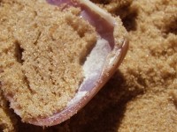 /album/nesian-photography1/nesian-picture-24-copy-jpg/